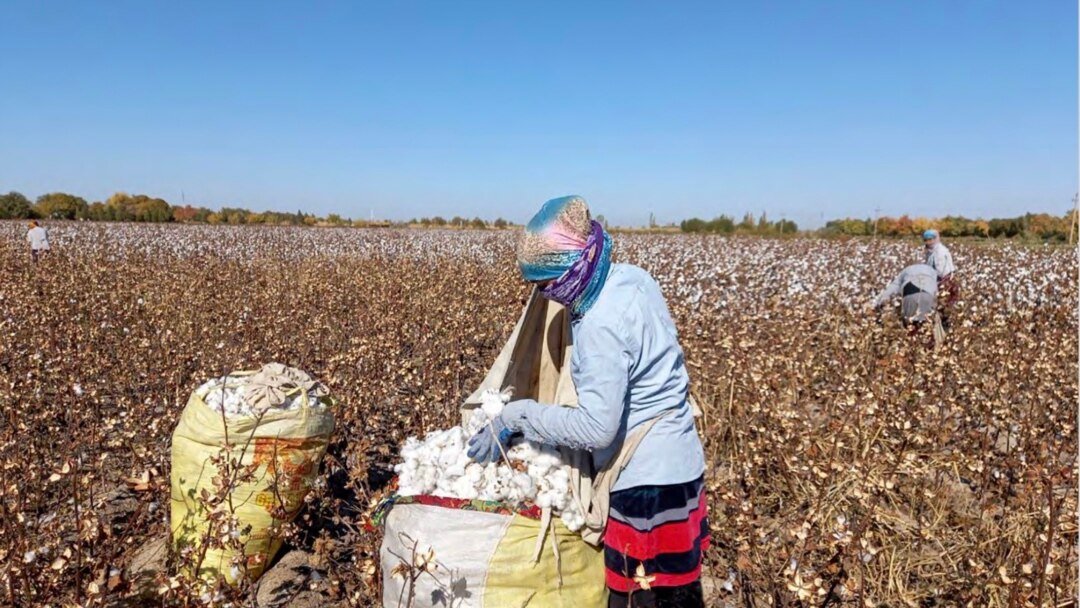 MametEdham's tweet image. A decade-long boycott of Uzbek cotton led to major reforms and the end of forced labor in its cotton sector. Similar pressure should be exerted on China to address the issue and put an end to Uyghur forced labor. #UyghurGenocide #EndForcedLabour