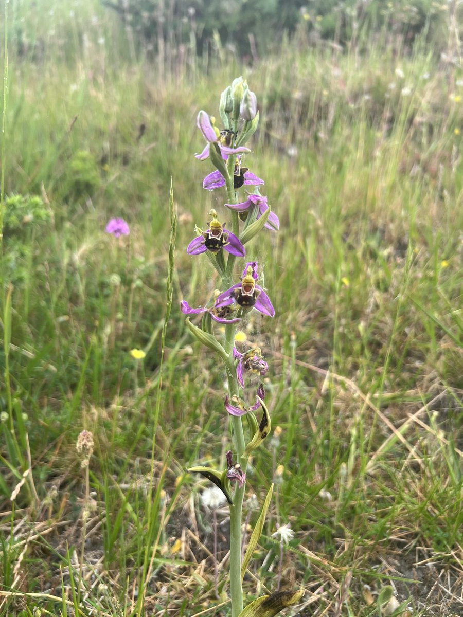 First Bee Orchid of the summer spotted on Challow Hill above Corfe Castle