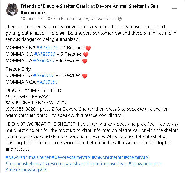 Uniquepoems4u's tweet image. 🆘 MOMMA NOA STILL IN NEED🆘

#URGENT #Devore #SanBernardinoCA #Cats #AdoptDontShop #Rescue #pledge2savealife #CatsOfTwitter #CatsOnTwitter #pledge #Adopt #Foster #Anipals 

Some good news coming out of Devore! Note Momma NOA #A780859 still needs Rescue!

facebook.com/devoreshelterc…
