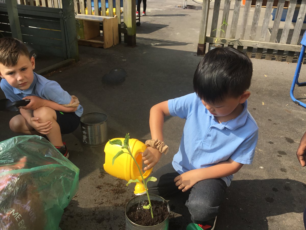 SchoolTrelai's tweet photo. Reception children transfering our sunflowers into much bigger containers. DIolch to our school cook for saving the giant bean tins. ๐๐พ#tpsscience #tpsliteracy https://t.co/Ned9MF7tHV