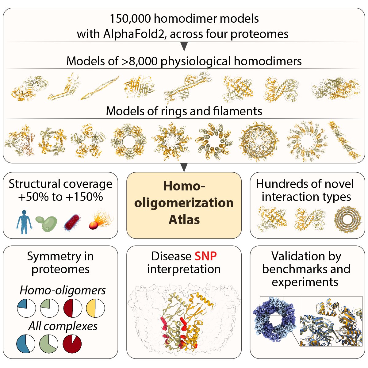 ⚛️Protein structures are key to elucidating molecular details of cellular processes. #AlphaFold2 & others unveiled millions of tertiary structures, but these proteins' quaternary structures remain mostly a mystery. Here's how to bridge the gap. Thread👇 biorxiv.org/content/10.110…