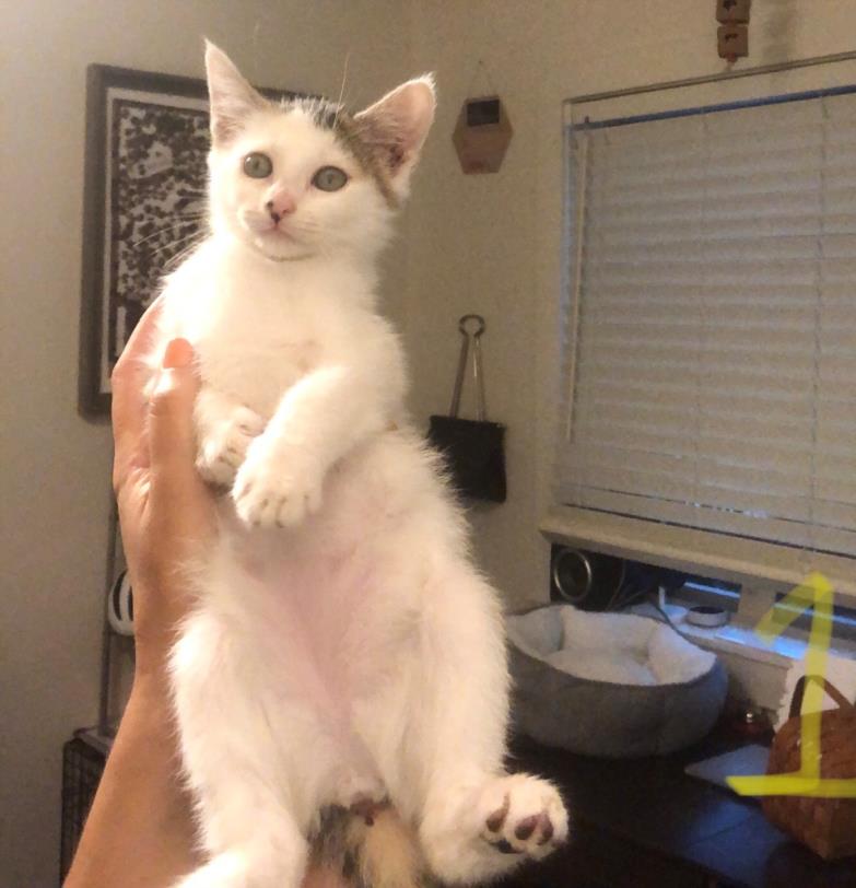 CutePetsAustin's tweet photo. Hi! My name is A882620. <b>Description:</b> I am a white and blue tabby, unaltered female… https://t.co/aIQJfqRtMi https://t.co/sOBuVc9pfx