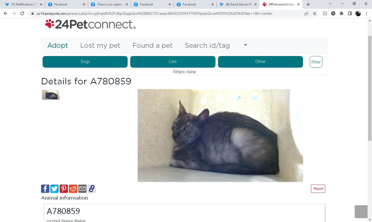 Uniquepoems4u's tweet image. 🆘 MOMMA NOA STILL IN NEED🆘

#URGENT #Devore #SanBernardinoCA #Cats #AdoptDontShop #Rescue #pledge2savealife #CatsOfTwitter #CatsOnTwitter #pledge #Adopt #Foster #Anipals 

Some good news coming out of Devore! Note Momma NOA #A780859 still needs Rescue!

facebook.com/devoreshelterc…