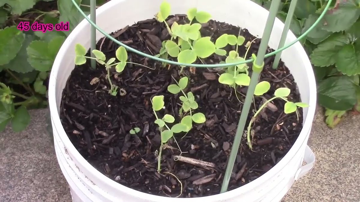 Container Gardening   How to grow Peas
 
#Bakcoi #Beetroot #Cabage #ContainerGarden #ContainerGardening
 
allforgardening.com/507736/contain…