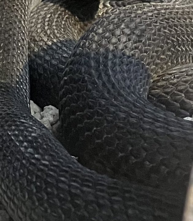 GtYb1nWNyK1W1m5's tweet image. 蛇クイズ🐍
この黒い蛇はそれぞれ何でしょうか