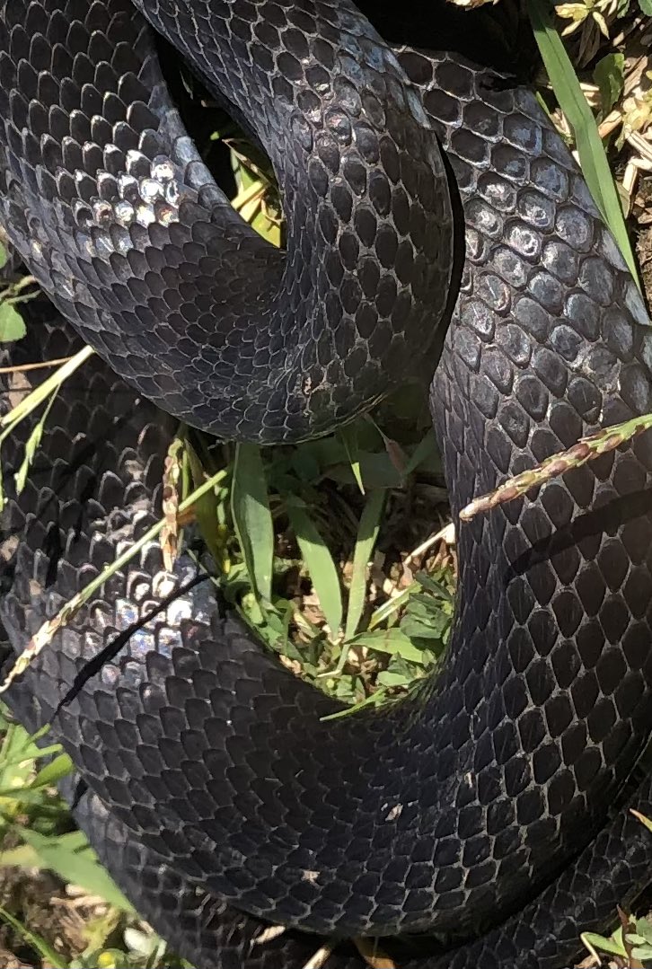 GtYb1nWNyK1W1m5's tweet image. 蛇クイズ🐍
この黒い蛇はそれぞれ何でしょうか