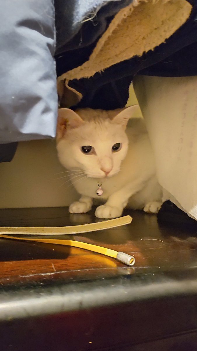 こけみにぼしすきー♪ tweet media