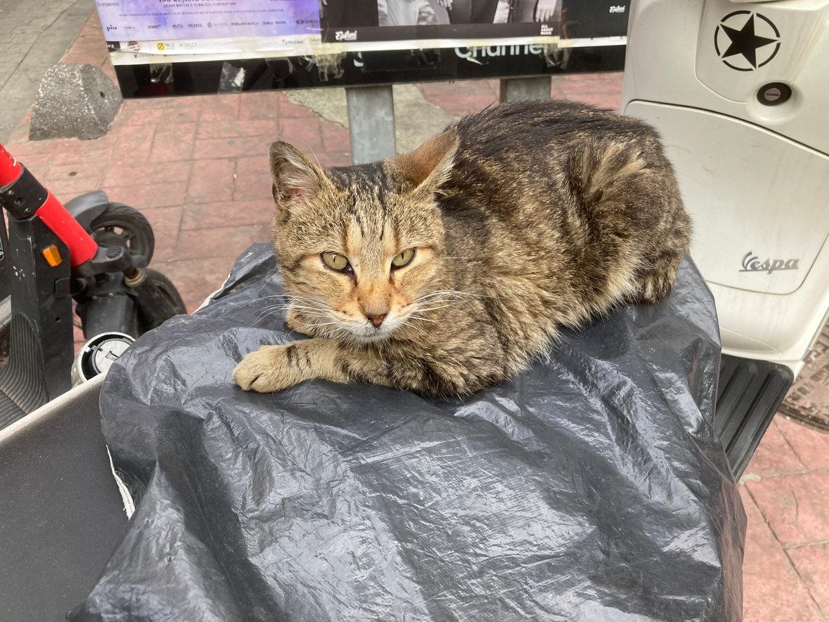 funapetsit's tweet photo. トルコ便り🇹🇷船橋ペットシスターズ
From Turkey 🇹🇷Funabashi Pet Sisters
#ねこ #ねこ好きさんと繋がりたい #猫のいる街 #とるこ 
#cat #catlover #CatsOnTwitter #Turkey #chat https://t.co/U07J6ZeIyA