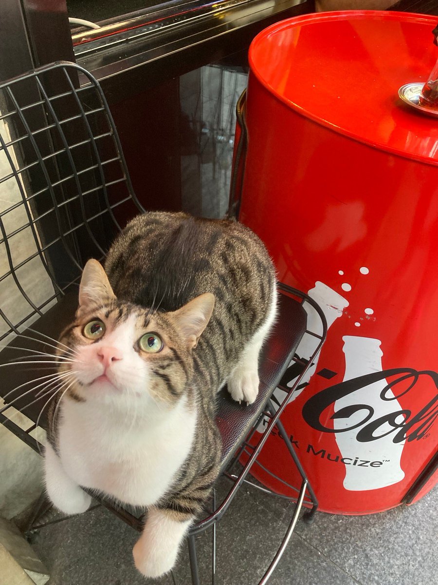 funapetsit's tweet photo. トルコ便り🇹🇷船橋ペットシスターズ
From Turkey 🇹🇷Funabashi Pet Sisters
#ねこ #ねこ好きさんと繋がりたい #猫のいる街 #とるこ 
#cat #catlover #CatsOnTwitter #Turkey #chat https://t.co/U07J6ZeIyA