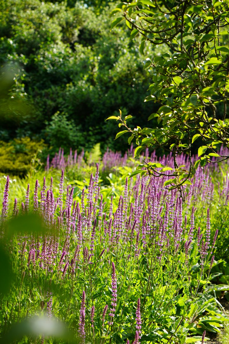 SerpentineUK's tweet photo. #PollinatorPathmaker Serpentine Edition is in bloom!
Take a visit to @daisyginsberg's living artwork during your next trip to the park - it's located in Kensington Gardens opposite the Italian Fountains near Lancaster Gate. https://t.co/KZIN9ZLd2n