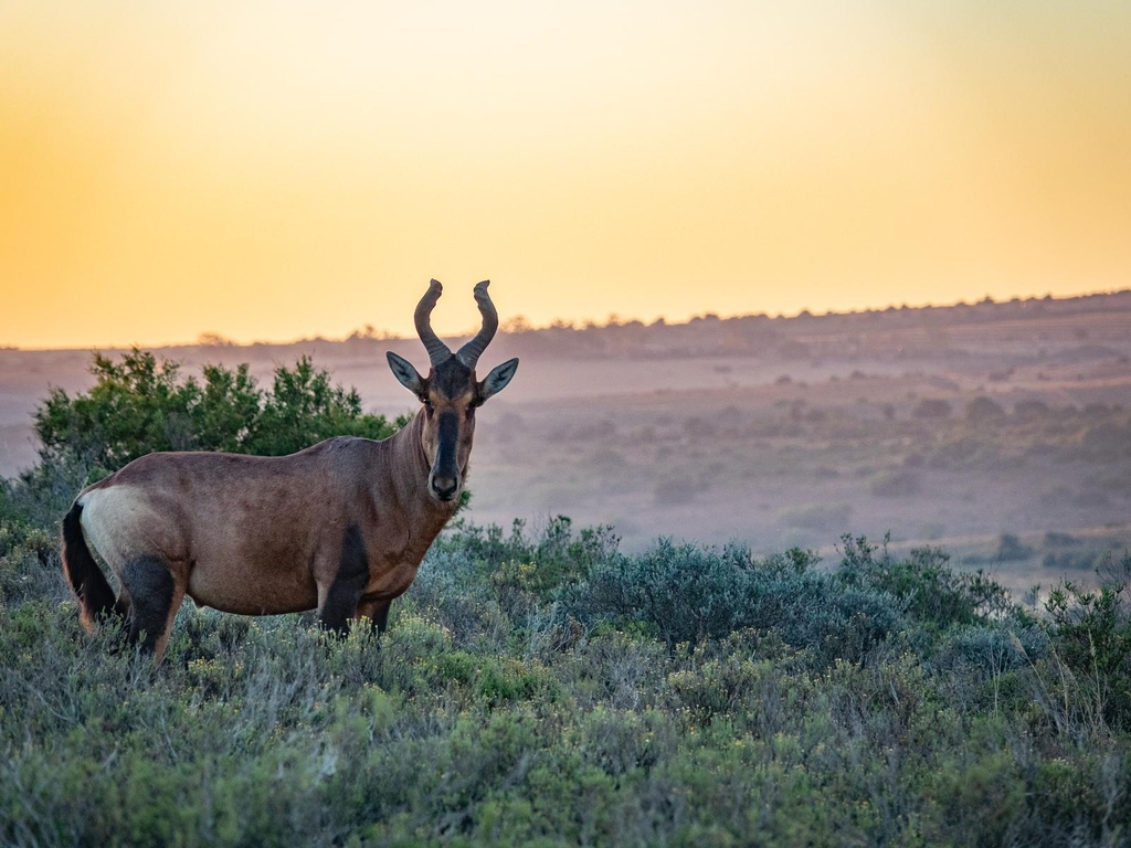 Amakhala Reserve tweet media