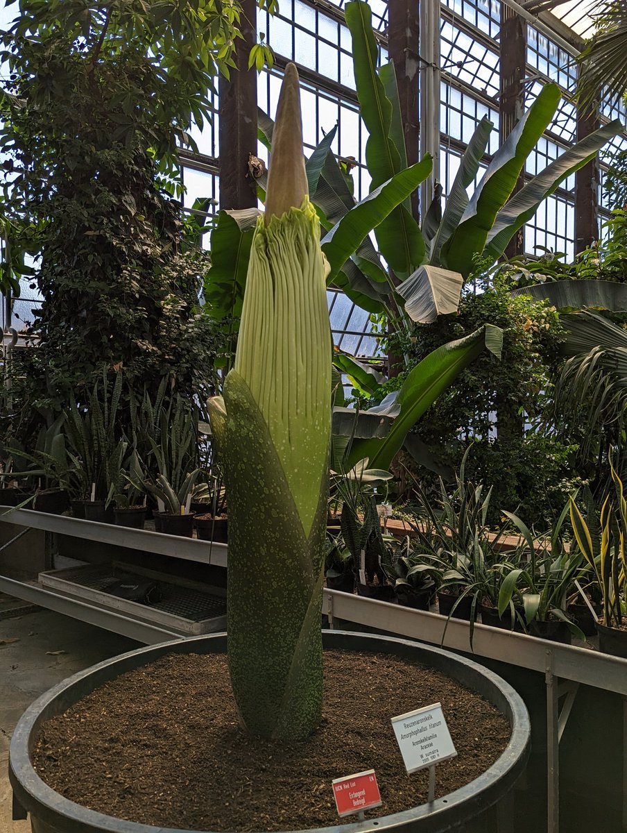 The stinky Amorphophallus titanum is in bloom! And two more are almost there!