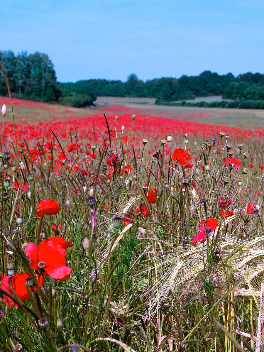 Un bouquet de fleurs des champs
.
.
😊 + @SoniaCroughs
.
.
3) @ tourismebelge, visitwallonia, provlux, aubange_tourisme, arlon_tourisme
.
.
4) #tourismebelge, visitwallonia, provlux, çacestlaprovince, arlon_tourisme, aubange 
# champs fleuris dans la Commune d'Aubange