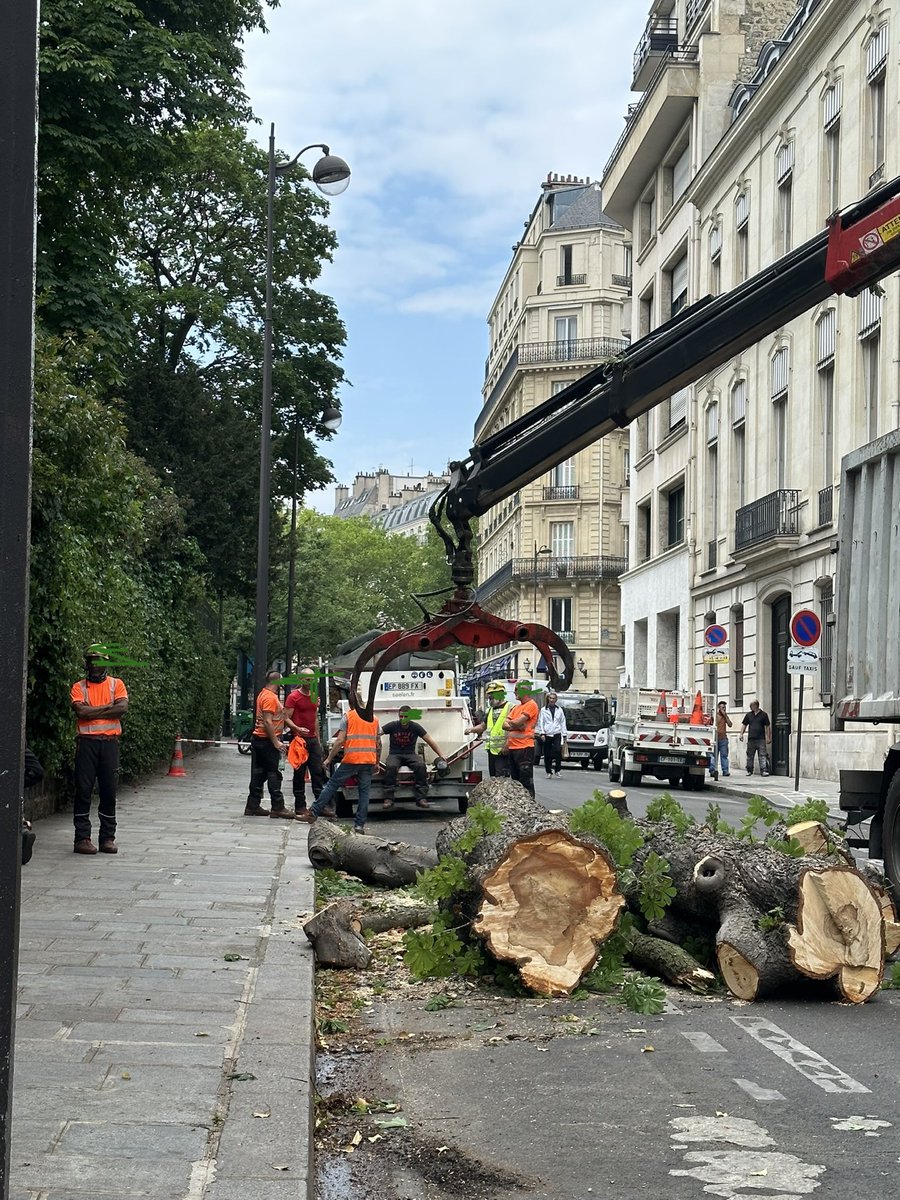 Ce qu’on sait le mieux faire à Paris : couper des arbres.