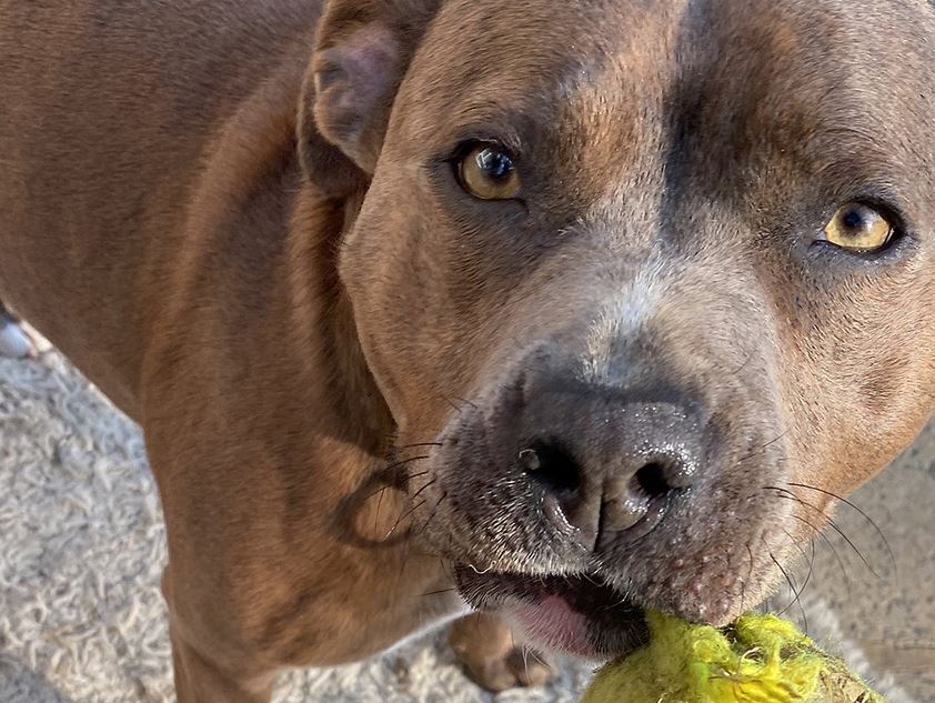 WeAcceptPets's tweet image. 💭"I have been using Katie &amp;amp; Friends Pet Services walking service now for the last two years and would recommend it to anyone! Katie provides a very caring, professional and reliable service."
weacceptpets.co.uk/bus/katie-and-…
#dogwalker #dogsitter #petservices #petvisits #doggydaycare