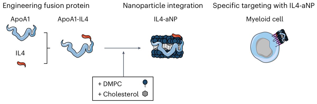 A nanoparticle integrating a fusion protein of apolipoprotein A1 and interleukin-4 and that targets myeloid-cell-rich haematopoietic organs resolves immunoparalysis in ex vivo and in vivo models of sepsis.

nature.com/articles/s4155…