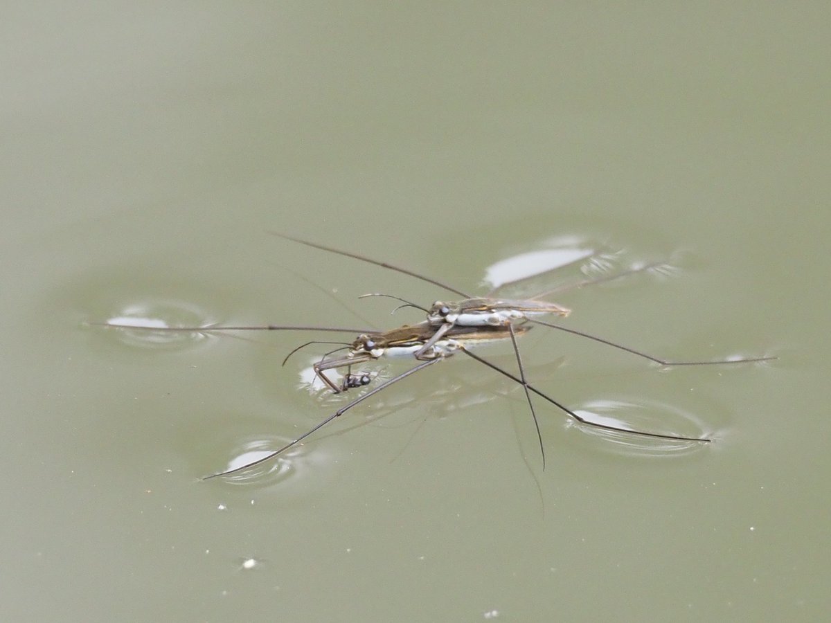 KiichanNexus4's tweet photo. 下に居るのは誰?
#アメンボ
#WaterStriders https://t.co/oulpcyo7QE