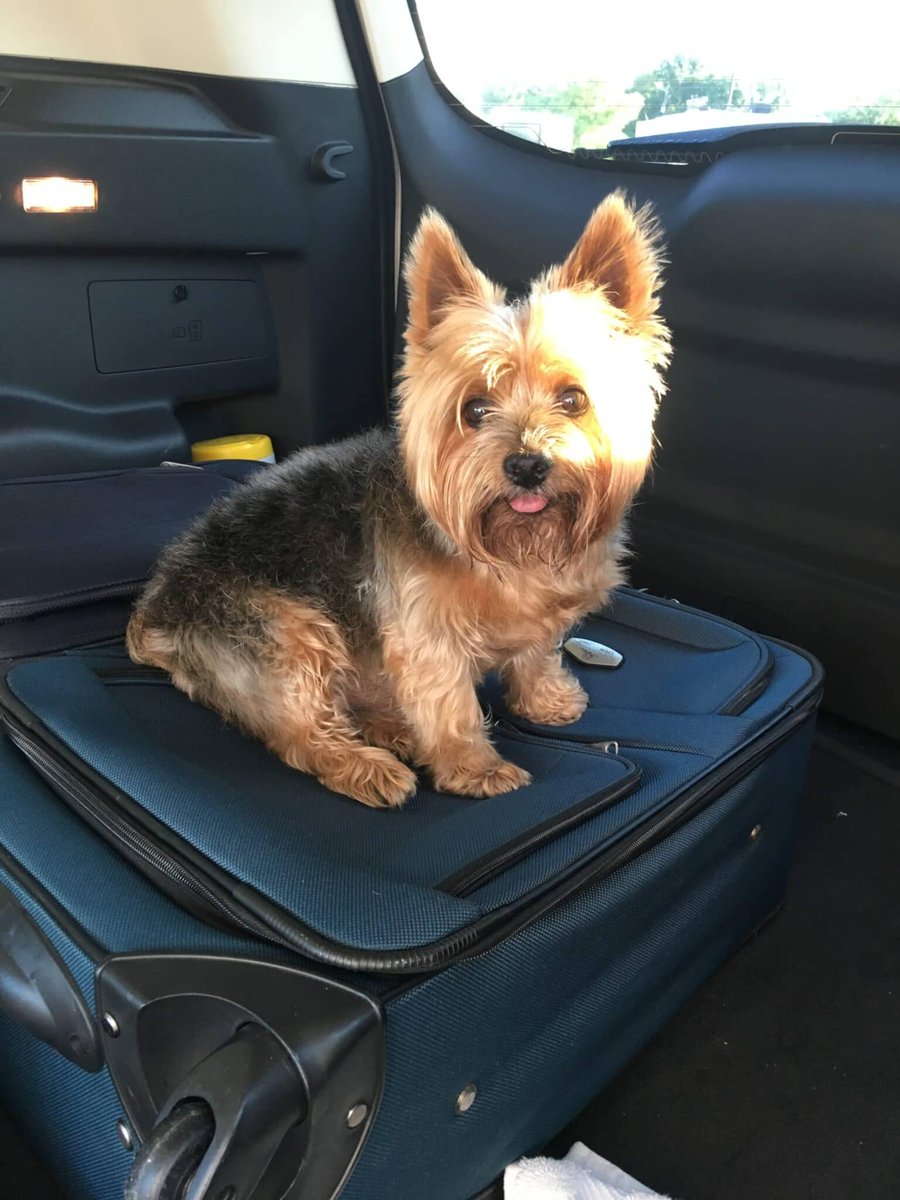 Darline's Roscoe - itsayorkielife.com/darlines-rosco…