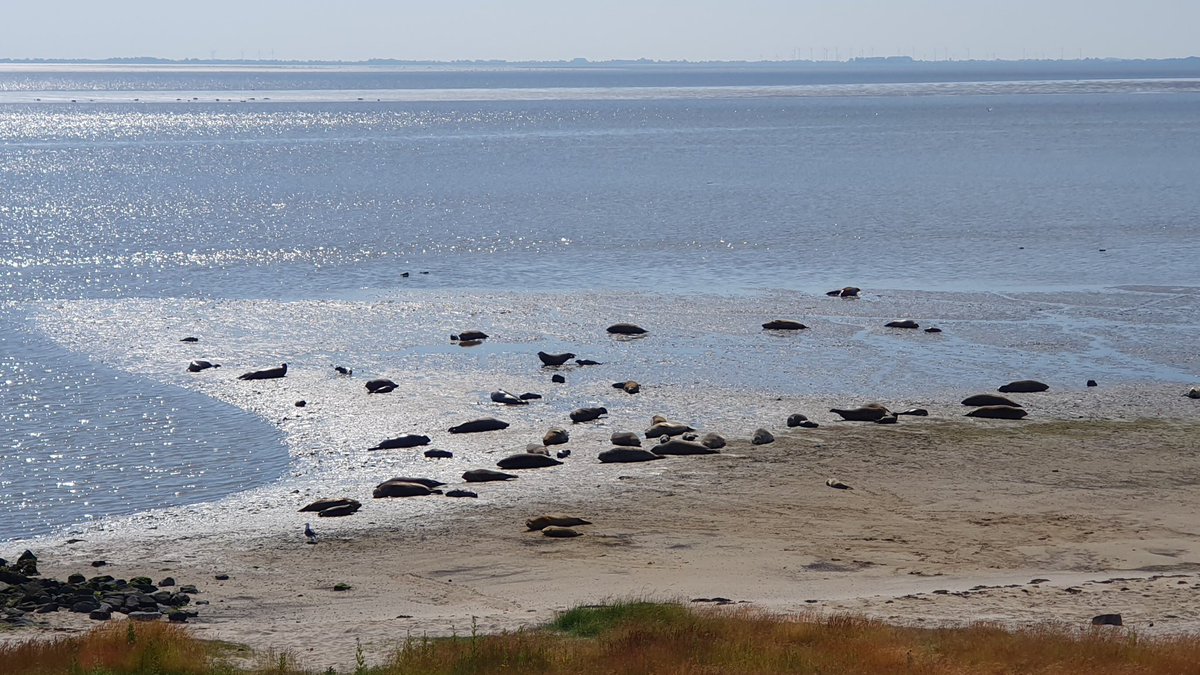Ontvangst in de Dollard van Chinese delegatie uit Yancheng die bezoek brengt aan Werelderfgoed Waddenzee. Deze stad (7 mln inwoners) ligt aan de Gele Zee, eveneens Werelderfgoed en cruciaal voor de oostelijke flyway van trekvogels. Erg belangrijk deze internationale uitwisseling!