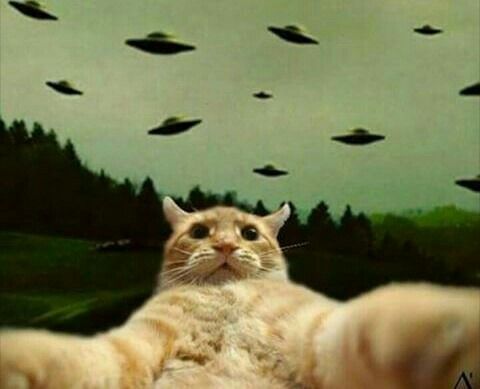 Catwheezie's Stash (@realcattohours) on Twitter photo 