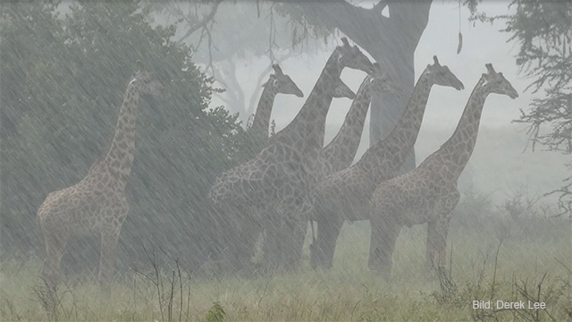 UZH_en's tweet photo. Giraffes in the East African savannahs are adapting surprisingly well to the rising temperatures caused by climate change. However, they are threatened by increasingly heavy rainfall, as researchers from UZH and @penn_state show: https://t.co/mHG32dkj4W @UZH_Science @arpatoz https://t.co/9pIiKuavdP