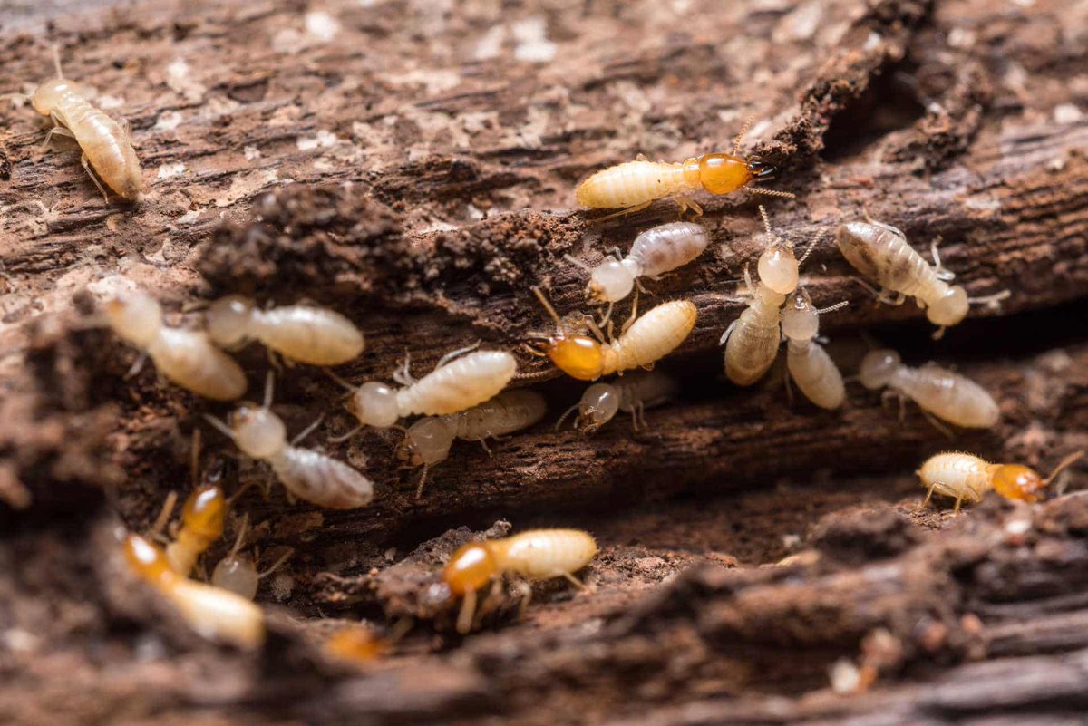lerepere__'s tweet photo. Les termitières sont conçues pour maintenir une température constante à l’intérieur, ce qui peut être appliqué dans la conception de systèmes de refroidissement naturels pour les bâtiments. https://t.co/Q1407CIyZd