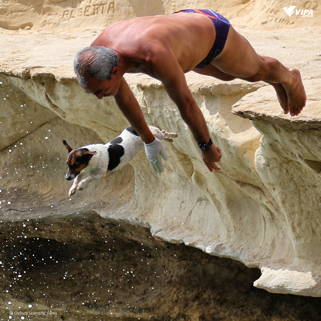 VIPAdotMe's tweet image. 🦮‍เขาว่ากันว่า "สัตว์เลี้ยงมักหน้าตาและนิสัยเหมือนเจ้าของ" คุณคิดว่าจริงไหม ? 
.
#SecretLifeofDogs #มหัศจรรย์เพื่อนซี้สี่ขา จะพาคุณไปหาเหตุผลว่าทำไมเราถึงจะพัฒนาความสัมพันธ์กับเจ้าสี่ขาได้ จะน่ารัก แสบสันต์ หรรษาขนาดไหน รับชมทาง VIPA.me
🐶watch.vipa.me/Em1mjls8yAb