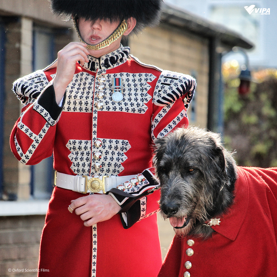 VIPAdotMe's tweet image. 🦮‍เขาว่ากันว่า "สัตว์เลี้ยงมักหน้าตาและนิสัยเหมือนเจ้าของ" คุณคิดว่าจริงไหม ? 
.
#SecretLifeofDogs #มหัศจรรย์เพื่อนซี้สี่ขา จะพาคุณไปหาเหตุผลว่าทำไมเราถึงจะพัฒนาความสัมพันธ์กับเจ้าสี่ขาได้ จะน่ารัก แสบสันต์ หรรษาขนาดไหน รับชมทาง VIPA.me
🐶watch.vipa.me/Em1mjls8yAb