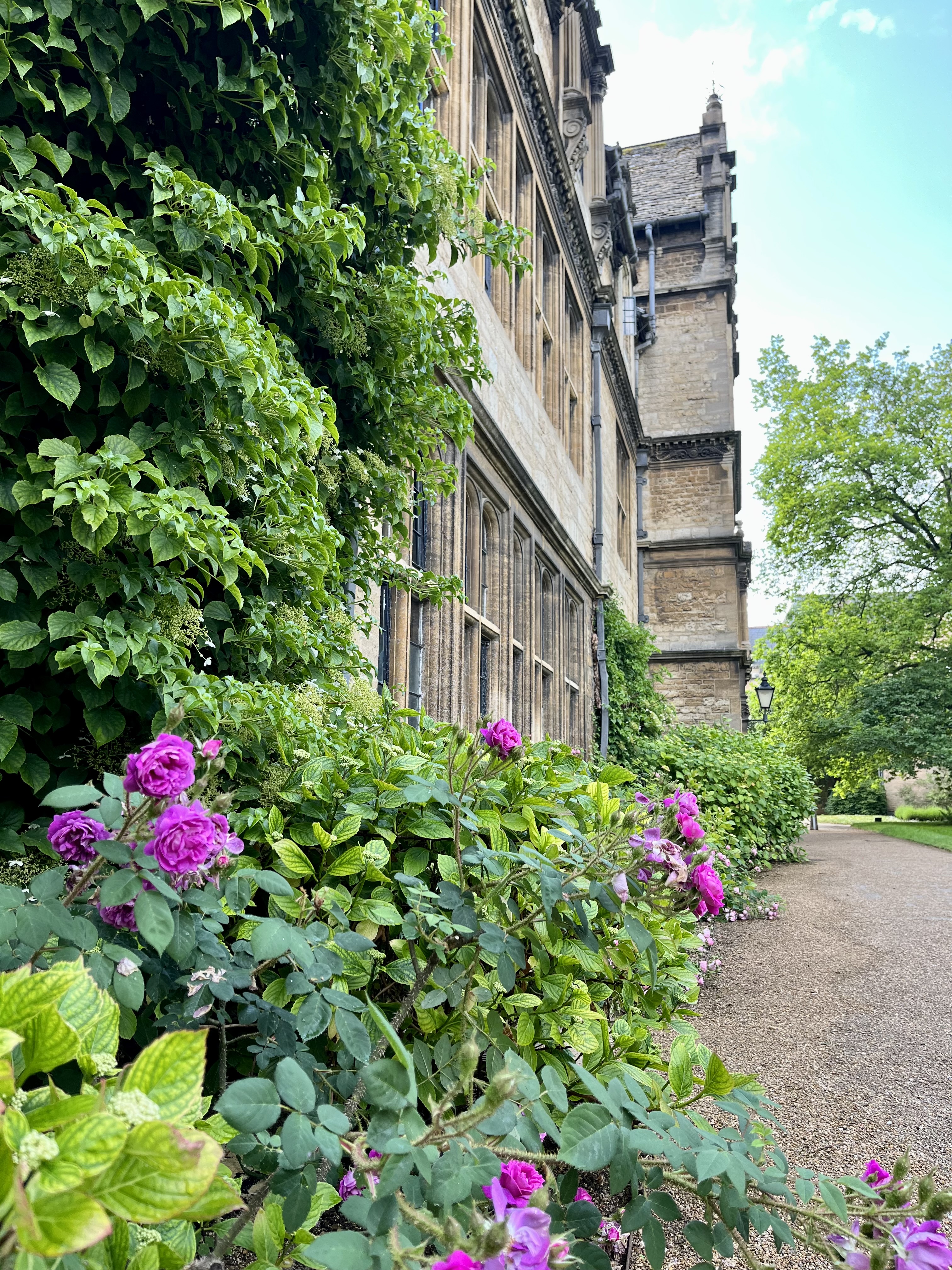 Pink roses against Trinity's Jackson Building.