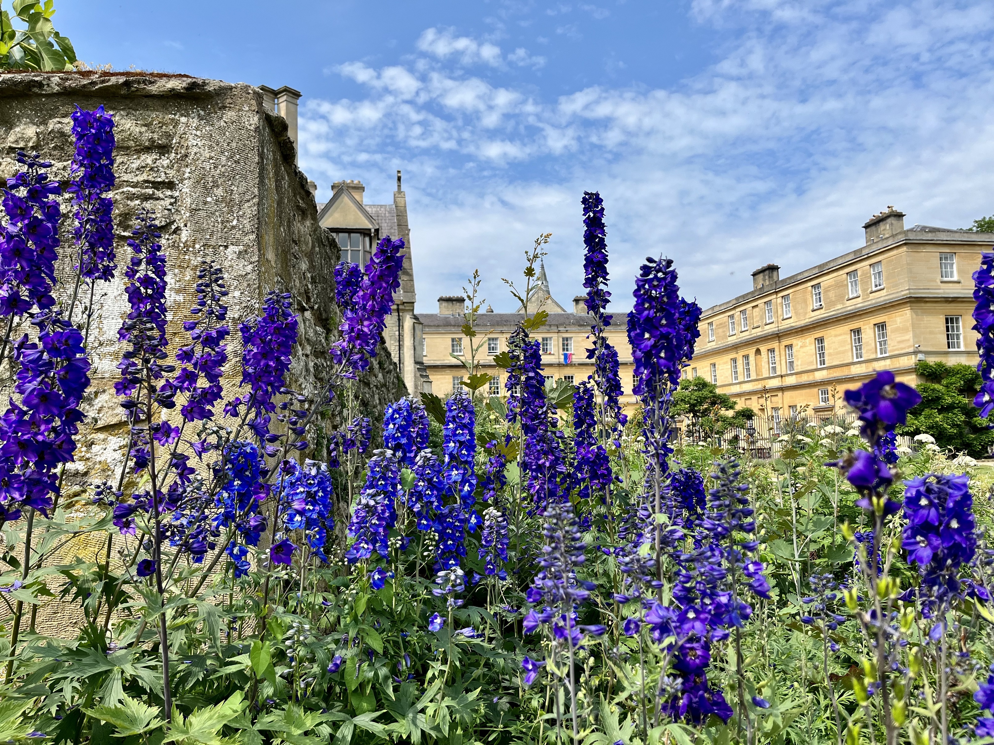 Bright blue/purple flowers in the Trinity borders, with Garden quad buildings in the background.