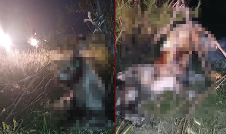 🔴Ankara'da dehşet!
17 köpek ağaca asılmış halde bulundu...