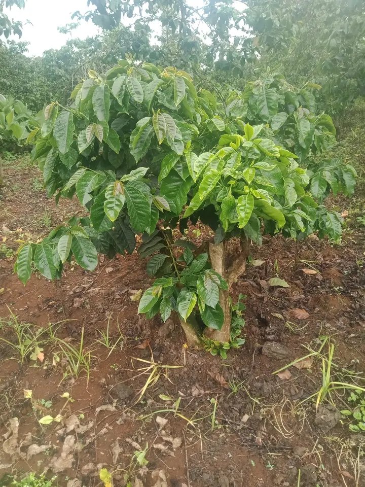 AfridamuGroup's tweet photo. #COFFEESTUMPING 
Stumping coffee is a practice of selecting&amp;cutting down elderly &amp; unproductive stems existing on a coffee bush. It is done to rejuvenate/renew the stem cycle by enabling the entire tree stump develop young vigorous shoots which make the coffee tree produce more. https://t.co/ZORsBICgj1