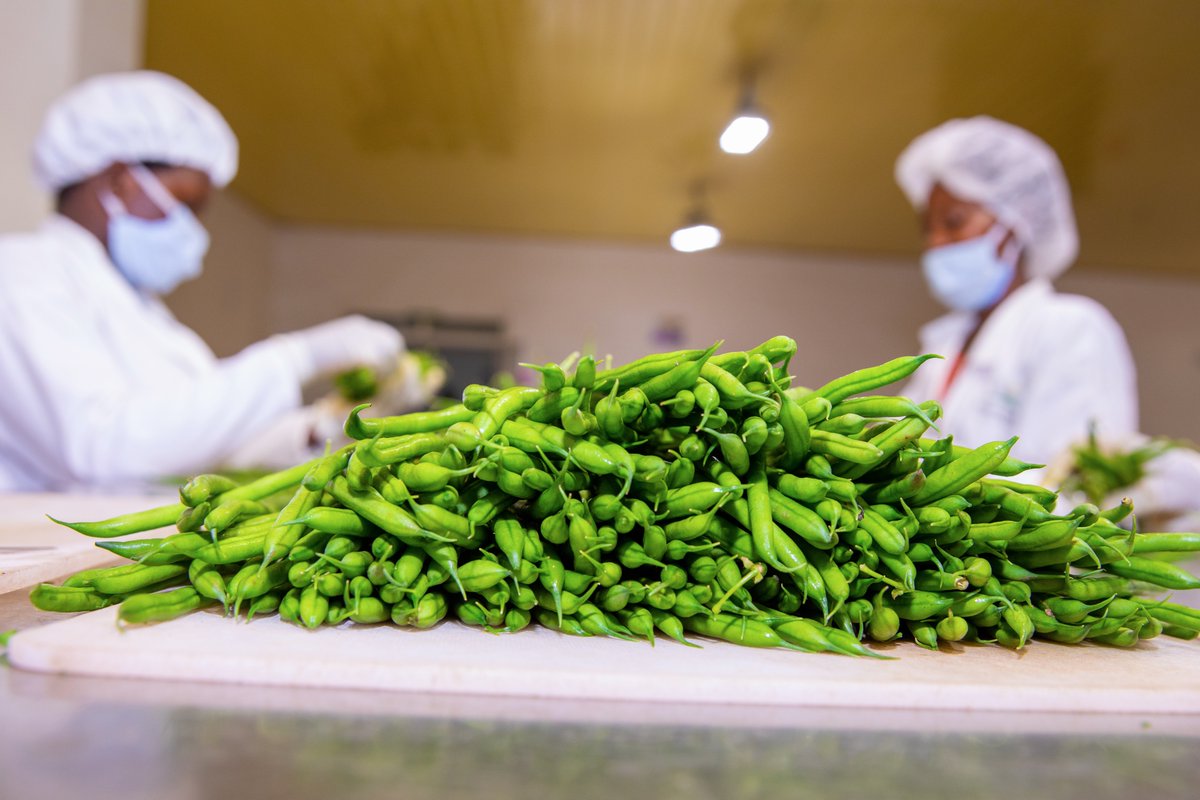 Ministry of Agriculture & Animal Resources |Rwanda tweet media