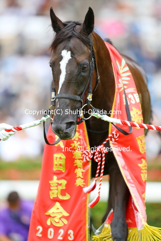 ヒーロー列伝No94イクイノックス、No95ソングラインが公示されました