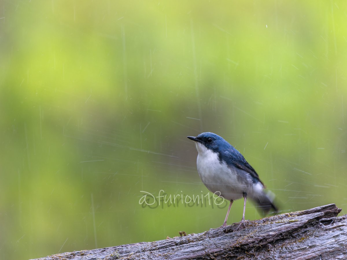 雨を楽しめ！　＃野鳥　＃野鳥撮影　＃バードウォッチング　＃コルリ