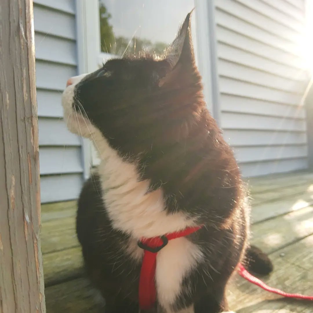 Enjoying the sounds of nature from the back porch 😸 

#tamadoricollection #cat #cats #catlovers #tuxedocats #catsofinstagram #tuxedocat #catsofamerica #catsofboston #catlover #tuxedofeatures #adoptdontshop #caturday