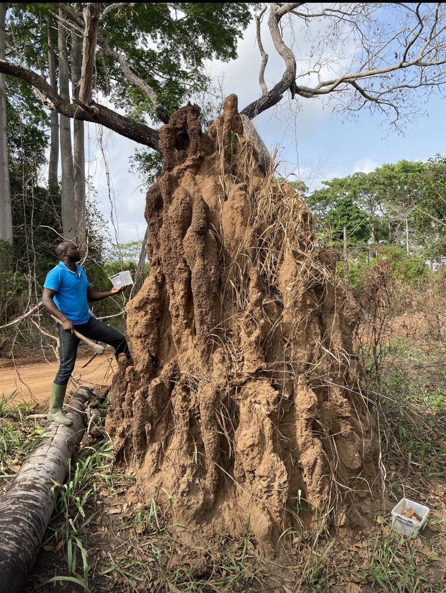 Did you know? Termite mounds are constructed by termites using soil mixed with saliva, which solidifies into brick-like structures over time.🏰During fieldwork, sharp tools like a pickaxe can penetrate the mounds for sampling.💥#termites #entomology #research #nature #socsymevo