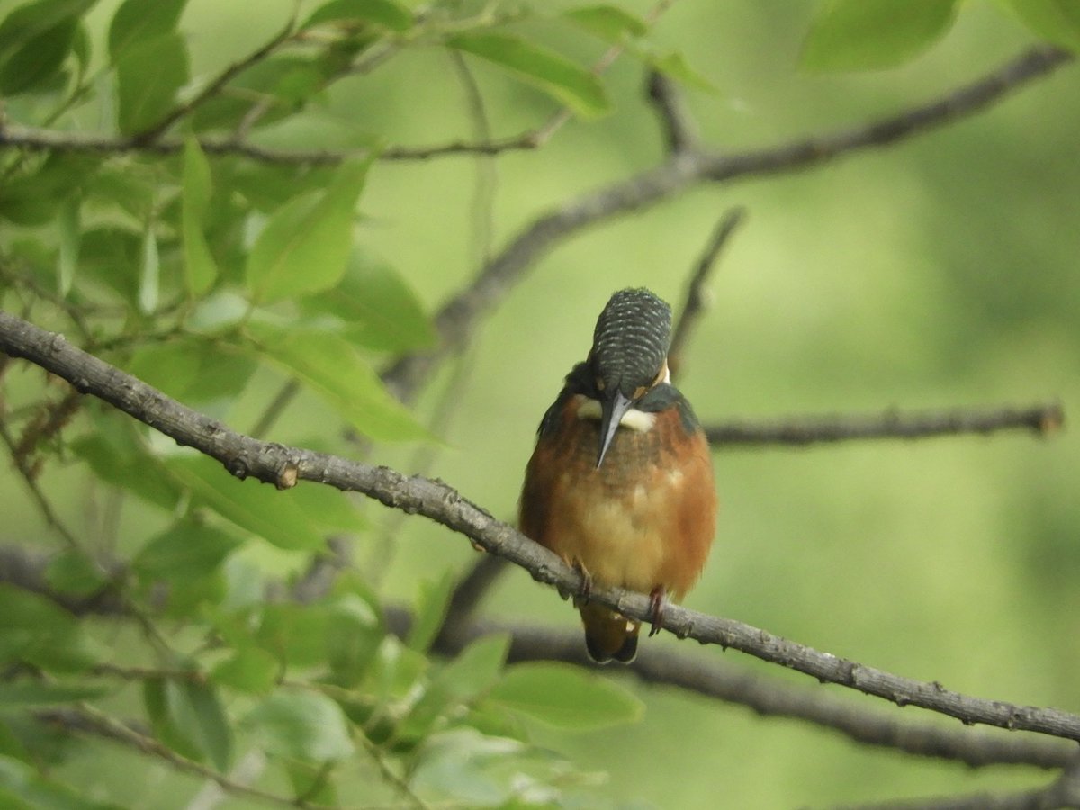 ちょこんと幼鳥さん

#バードウォッチング
#野鳥
#カワセミ