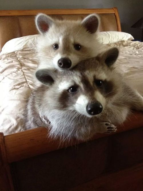 raccoonhourly's tweet photo. https://t.co/KSIpDk5s2I