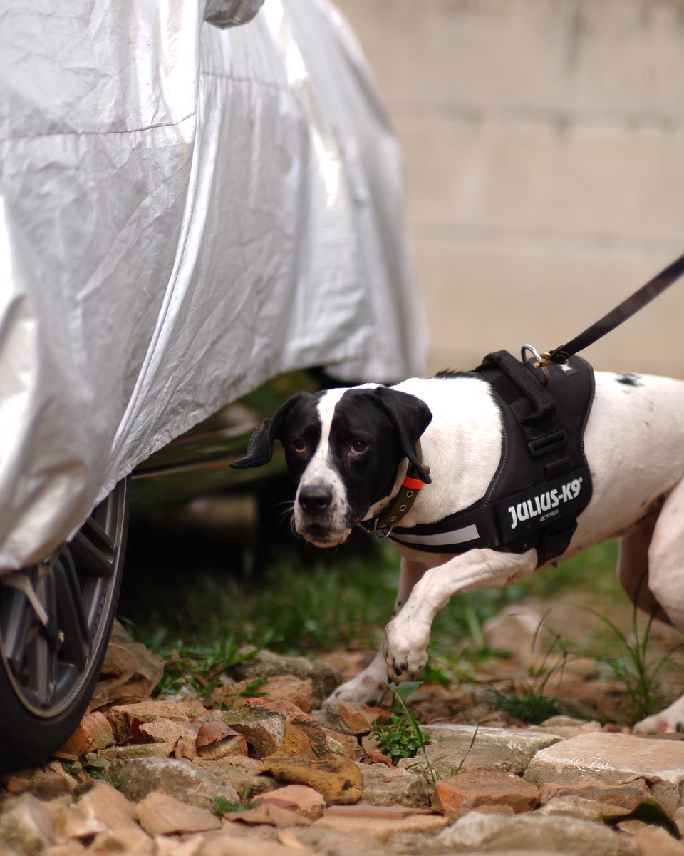 Vehicle Search 🚗 🚘 🐾 🔥 

#combatwildlifecrime #K9life #wildlifeaidnetwork #wildlifedetectiondog #k9wildlife #nevergiveup #keepfight #perjalananninja #spirit #motivation #mentality  #anjingpelacak #pelacak #detectionunit #pendeteksi #k9 #k9unit #anjingpelacakindonesia