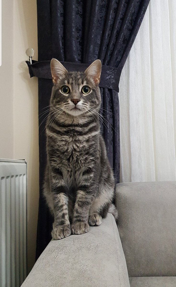 Nasıl başladı        Nasıl devam ediyor