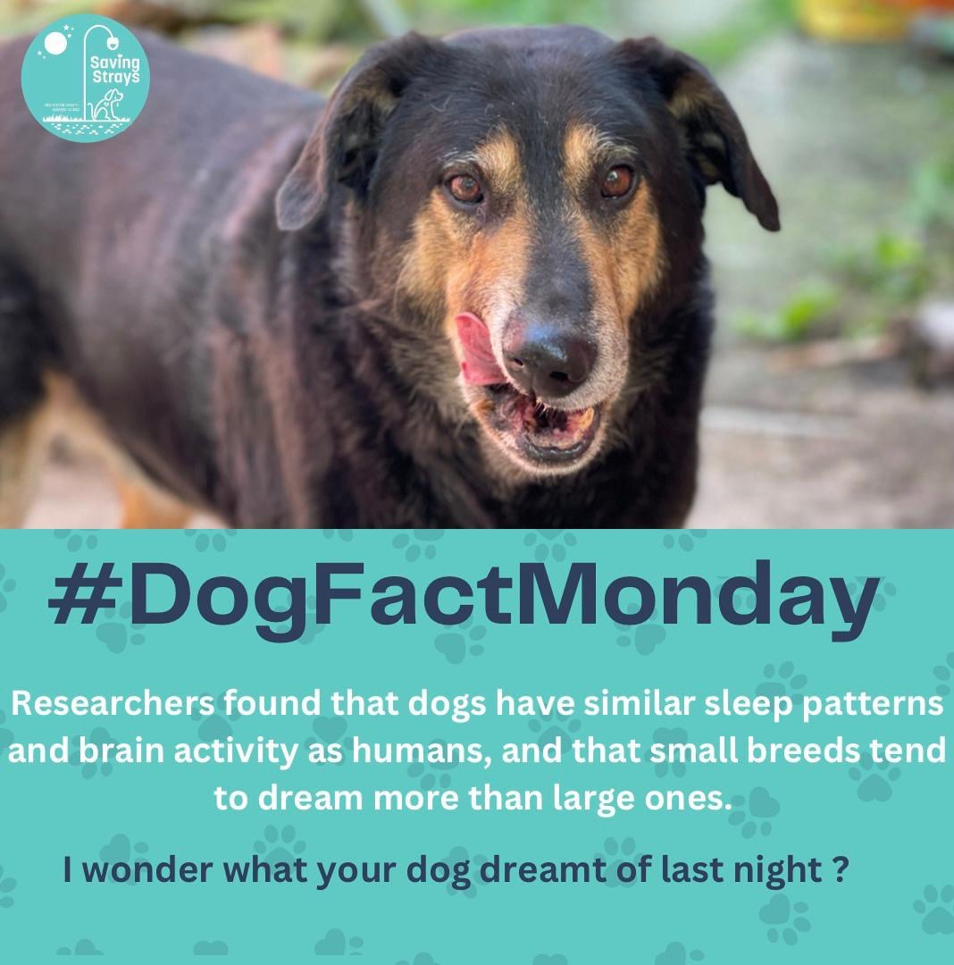 SavingStraysUK's tweet photo. Did you know that dogs have similar sleep patterns and brain activity as humans? 

Even more interesting: small breeds tend to dream more than large ones! 

What do you think your dog dreamt of last night? 💤

#dogfactmonday #dogfacts #dogsus #rescuedogs #straydogs https://t.co/iQ4fvHHmoC