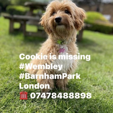 #FindCookie