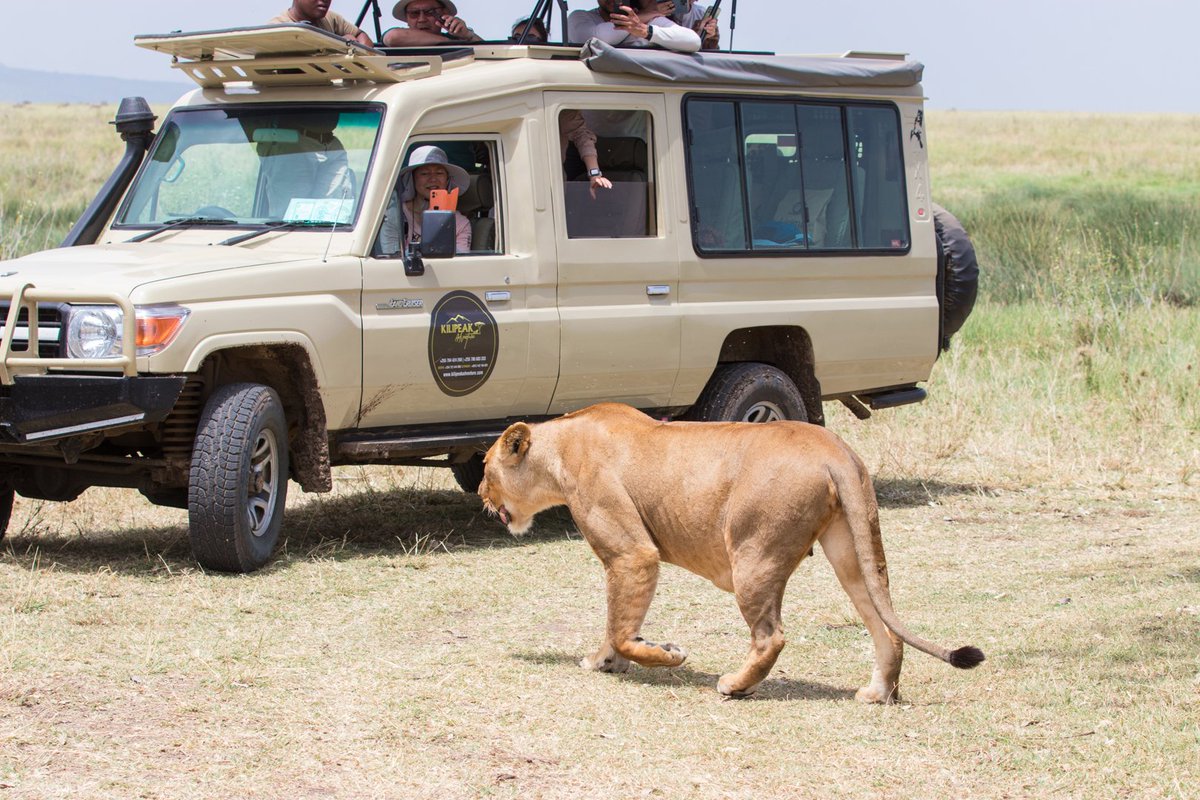 KilipeakA's tweet photo. Tanzania Wildlife Safari | Serengeti Safari.
#Tanzania is the top preferred #African #Safari #Country. Why choose Tanzania? Because of the high diversity of #wildlife, habitat, culture, and activities. 

———————————————
🌐 https://t.co/ZZiFDUNmgJ
📩 info@kilipeakadventure.com https://t.co/MQ1HY8w8y1