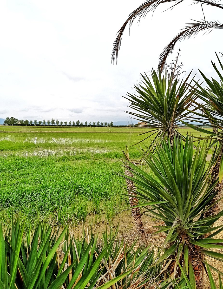 Bon dijous a tothom des de #lAmpolla, la porta del #deltadelebre 📷
#mediterrani #vilesflorides #mediterranean #terresdelebre #ReservadelaBiosfera #VilesMarineres #catalunyaexperience

@terresebretur @catexperience