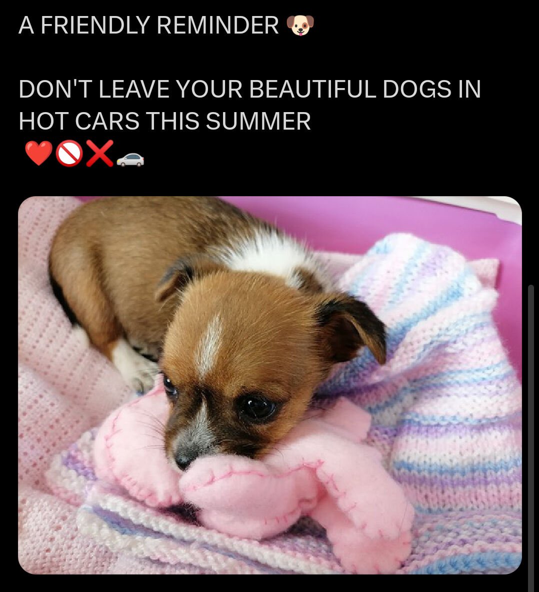 Think of the dogs 🐶❤️