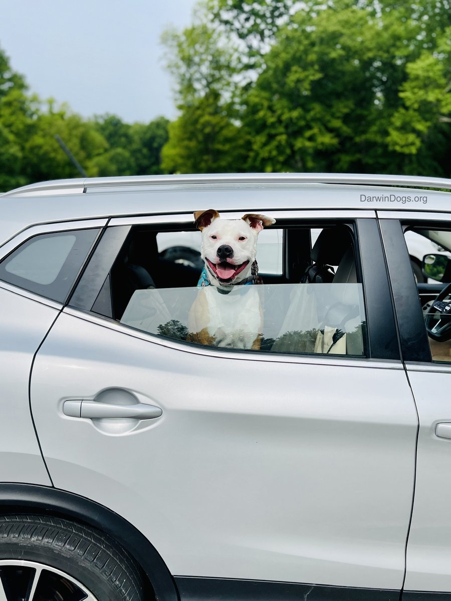 DarwinDogs's tweet image. Couldn’t resist a pic of Popeye after our #packwalk yesterday. 

Learn more about our free pack walks at bit.ly/3WcKMsZ. 

#dogtraining #cledogs #gooddoggo
