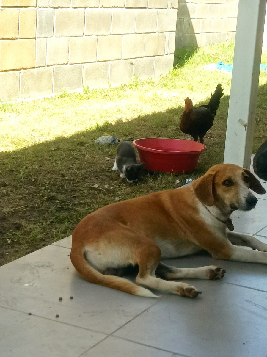 AnimalMonteria's tweet photo. Llegamos a #PuertoEscondido  en dónde las familias afectadas pudieron llegar con sus animales al albergue, se realizó el suministro de alimentación,atención veterinaria,charlas de como prevenir enfermedades zoonoticas durante el riesgo y acciones preventivas. https://t.co/076tt1ZRFl