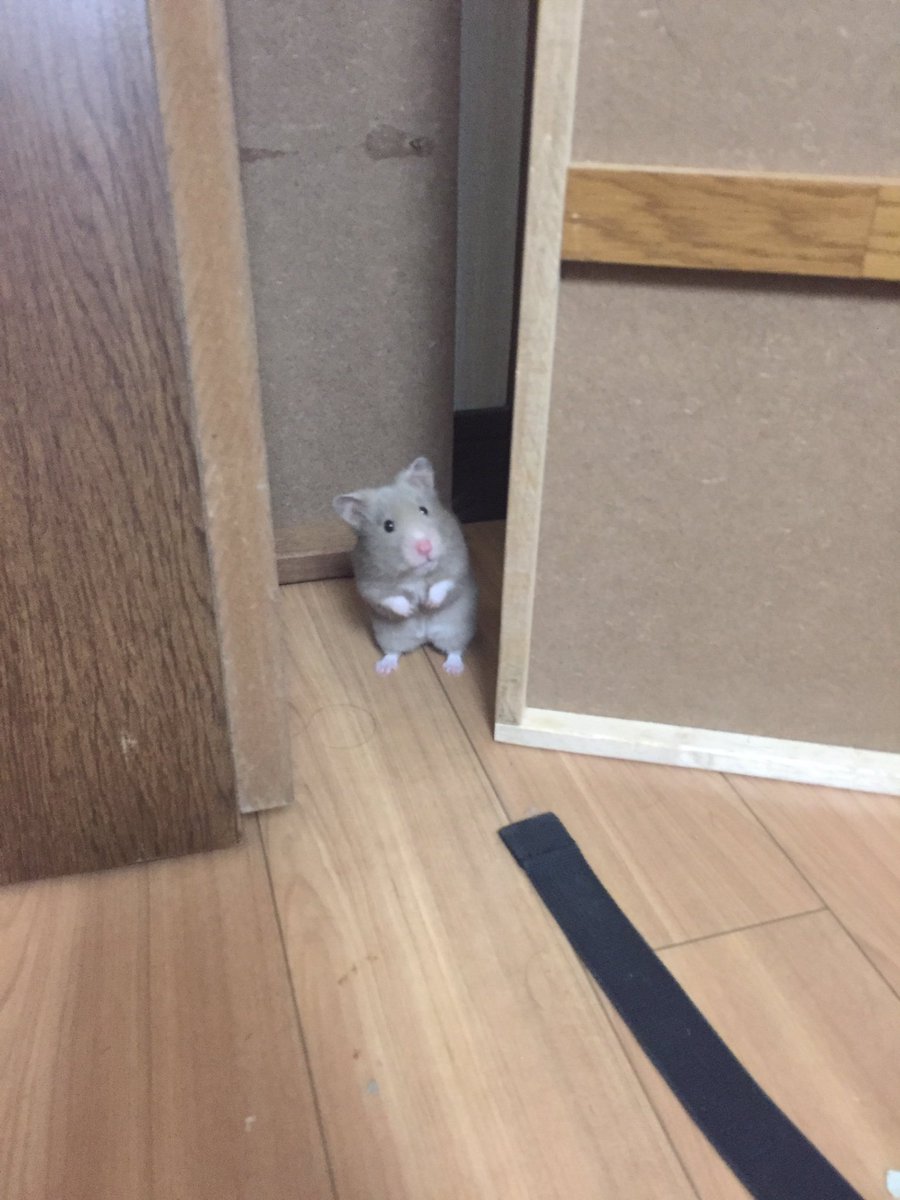 <a href="/nihonnoakitainu/">ドラクエふじこ</a> ごぶさたしております、かいわれをポジポジたべていたポジポジです