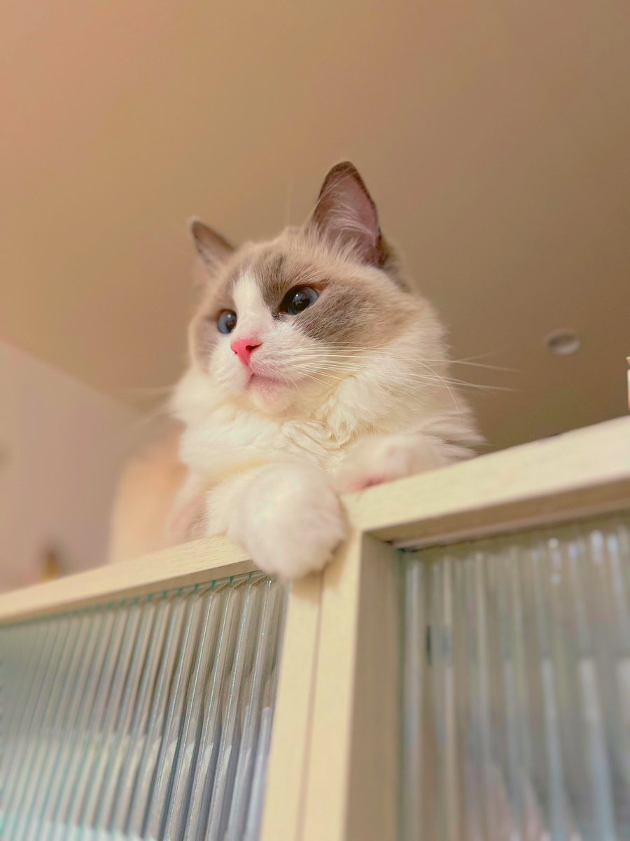mariechan_____'s tweet photo. 今日のMarie🩷
こんばんは🫶🏻
.
#ねこ #猫のいる暮らし #猫がいる幸せ #ラグドール #猫との暮らし https://t.co/wu2mK0sC36